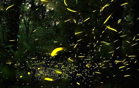 Sanctuary of the Fireflies