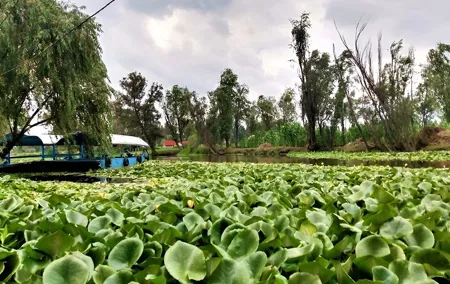 Xochimilco Day Trip Know a Farmland Food and Hop on a Trajinera