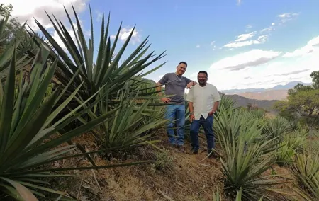 Tour de Mezcal desde Ciudad de Mexico