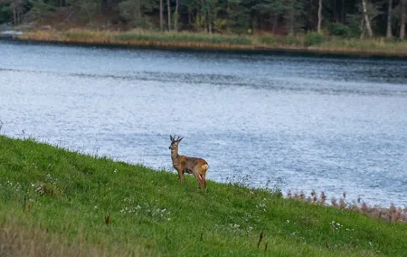 Evening Wildlife Safari with Campfire Dinner from Stockholm