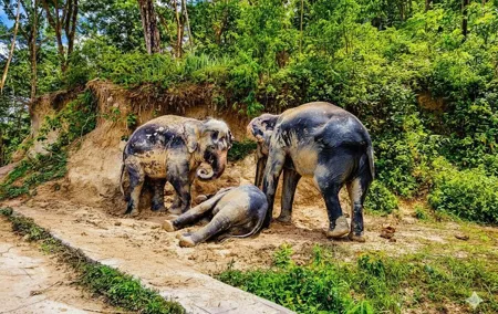 Phuket Elephant Sanctuary Guided Tour and Hotel Transfers