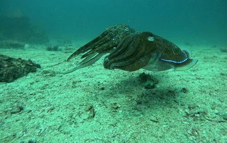 Phuket: PADI Discover Scuba Diving 1 beach dive