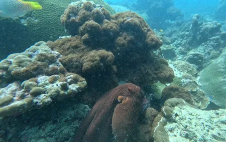 Phuket: Stunning Night Dive from the shore