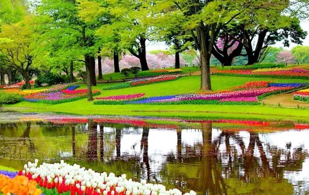 Private Half-Day Trip From Amsterdam to The Tulip Fields in Keukenhof