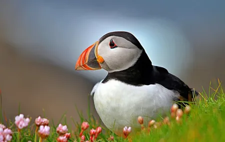Puffin Boat Trip & Tantallon Castle Day Trip from Edinburgh