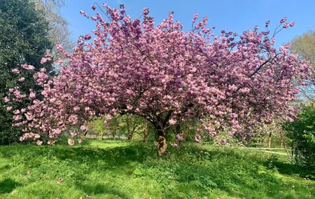 Self Guided Audio Tour of Primrose Hill and Regents Park
