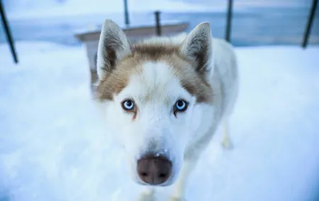 Husky Ride in National Park in Helsinki