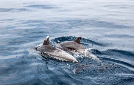 Dolphin Boat Trip in Benalmadena