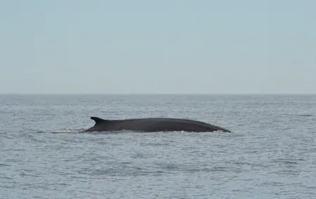 8-Hour Whale Watching in Barcelona
