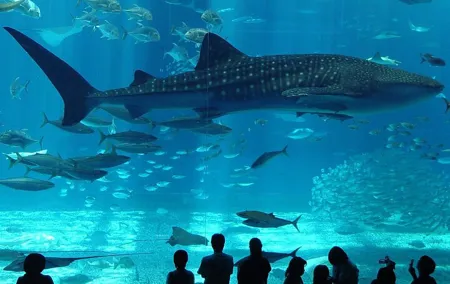 Istanbul Aquarium Adventure with Hotel Transfer
