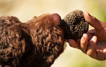 Exclusive Truffle Hunt with Lunch & Wine Tasting from Florence