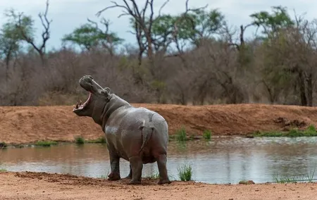 Cultural Swaziland, Mlilwane Wildlife and Hlane Park 3 Days Tour