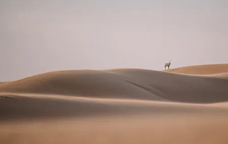 Best of Arabia in 1 day
