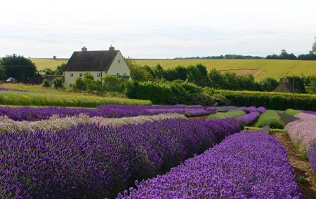 Cotswolds and Lavender Fields Tour with Country Pub Lunch