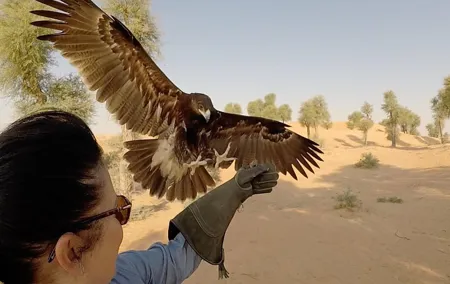 Afternoon Dubai Falconry Safari 