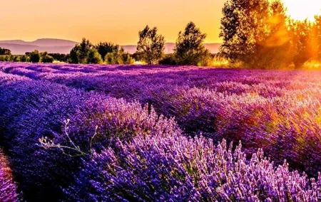 Lavender Fields Full Day Private Tour From Marseille