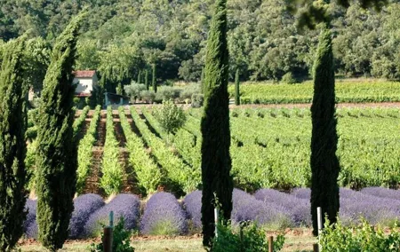 Full-Day Wine Tour around Luberon from Marseille