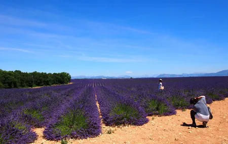 Lavender Fields Tour in Valensole from Marseille