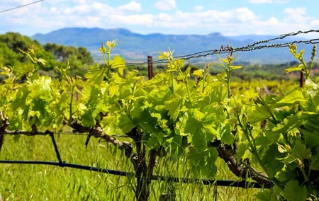 Aix-en-Provence - Mt Sainte Victoire wines in search of Cézanne