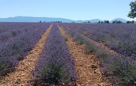 Provencal Elegance Lavender Olive Oil and Pistachio