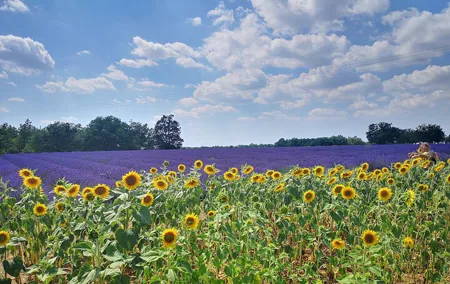 Private fullday Provence Lavender Fields