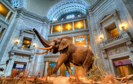 American and Natural History in One Day