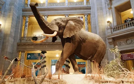 Smithsonian Museum of Natural History Tour Semi-Private 8ppl Max