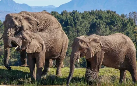 7-Day Garden Route Safari Adventure from Cape Town