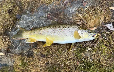 Private Trout Fishing Excursion in Virginia