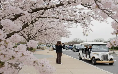 Washington DC Cherry Blossom Guided E Cart Tour