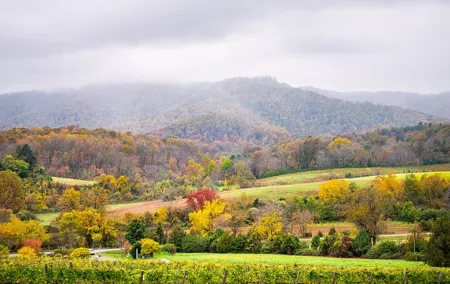 Full-Day Private Virginia Wine Tour Experience from Washington
